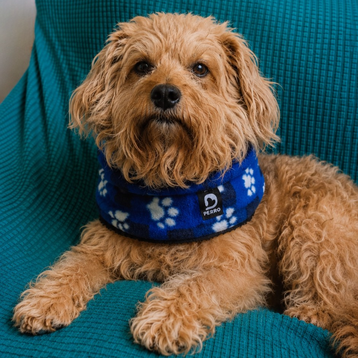 Cuello de perro Sherpa Polar Escoses Patitas Azul Talla M